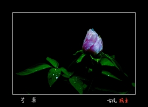 芍药