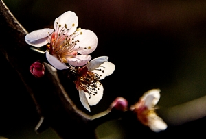 桃花依旧戏春风