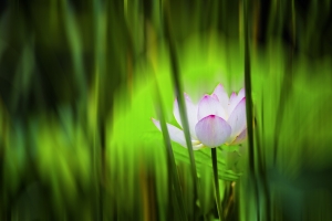荷2
