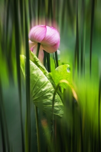 荷3