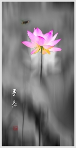 荷6——梦荷