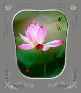 靓荷（一）