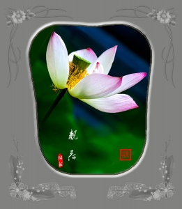 靓荷（二）