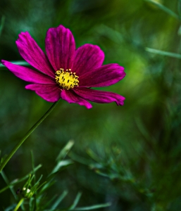 小花