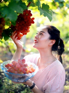 葡萄仙子