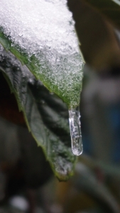 2015雪后景