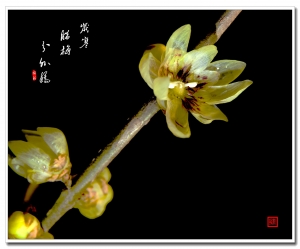 岁寒腊梅分外娇