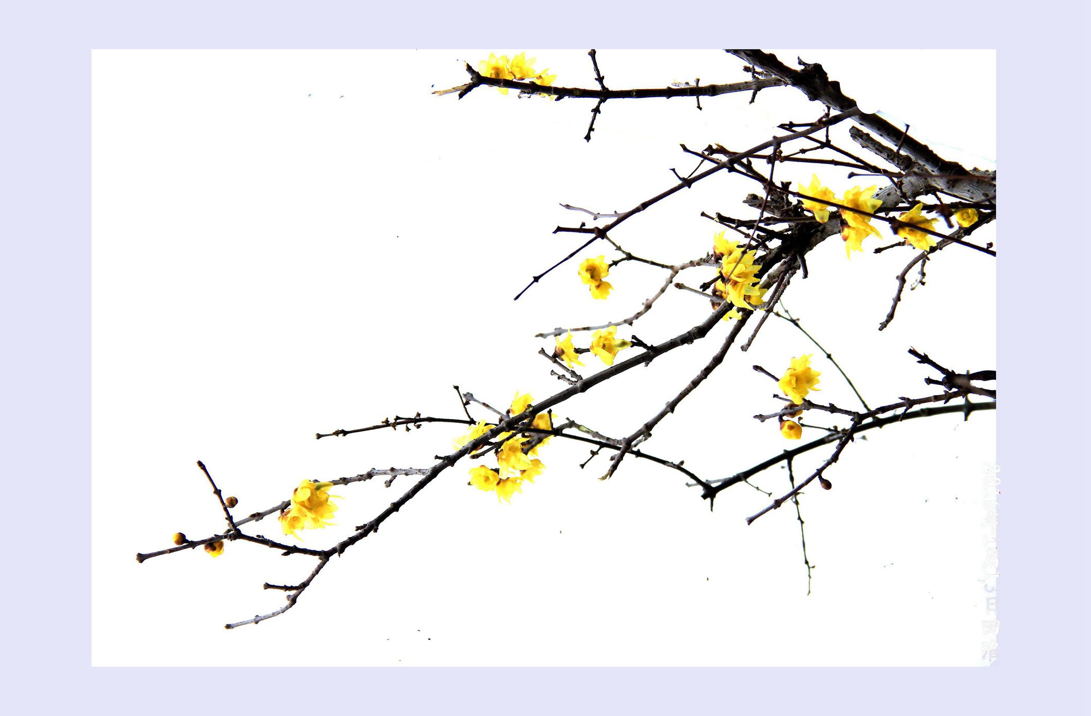 腊梅花