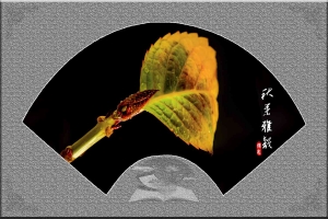 秋叶雅韵