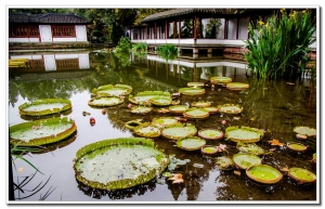 西湖风光（十五）