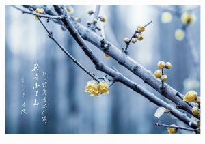 梅