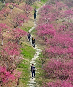 在那梅花盛开的地方