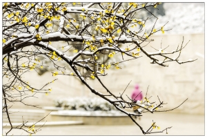 腊梅傲雪