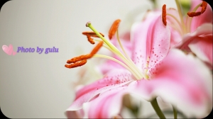 小花