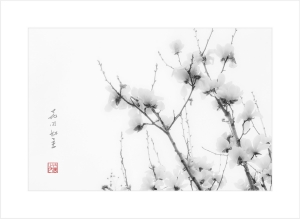 花开如玉