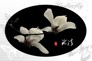 玉兰花组照