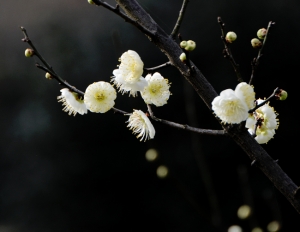 花儿