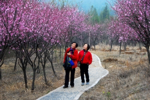 踏春赏梅在上窑