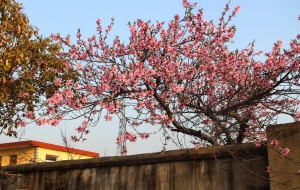 春花怒放