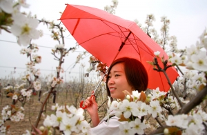 黄晶梨园美少女
