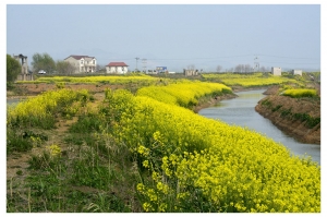 春润绿野