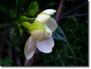 栀子花开
