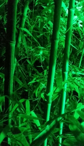 竹韵