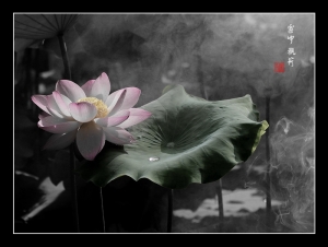 雾中观荷