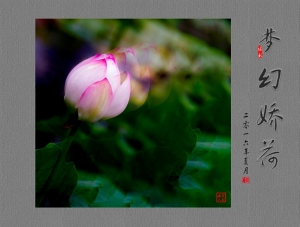 梦幻娇荷