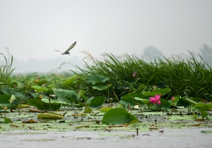焦岗湖