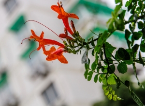 小花随拍