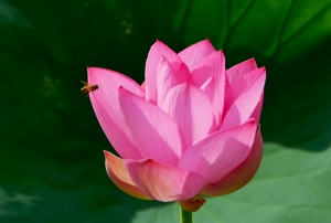 花香蜂自来
