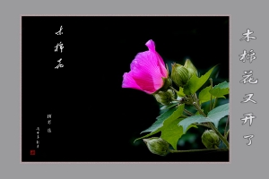 木棉花又开了