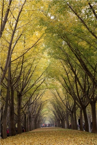 邳州银杏——时光隧道