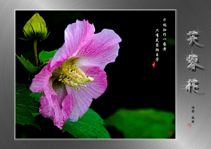 芙蓉花