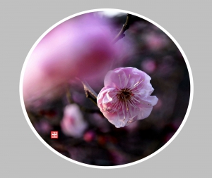 梅花迎春