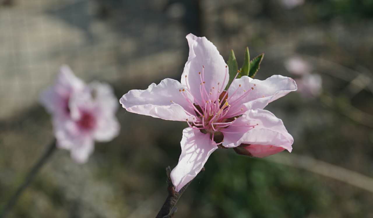 桃花盛开 山南春意浓