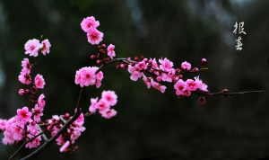 报春