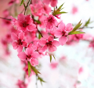 桃花依旧笑春风（一组）